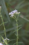 Ivyleaf thoroughwort